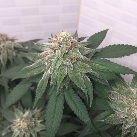 Jake 47 mãe  growlog timeline photo
