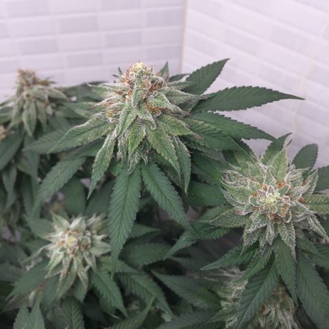 Jake 47 mãe  growlog timeline photo