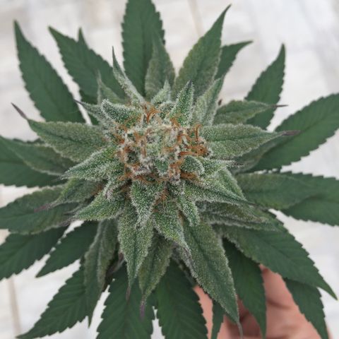 Jake 47 mãe  growlog timeline photo