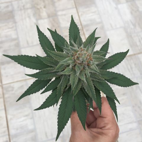 Jake 47 mãe  growlog timeline photo