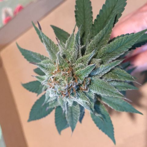 Jake 47 mãe  growlog timeline photo