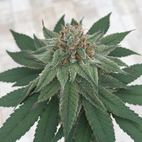 Jake 47 mãe  growlog timeline photo