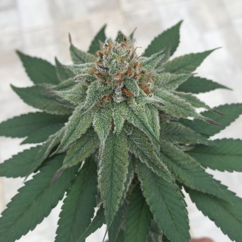 Jake 47 mãe  growlog timeline photo