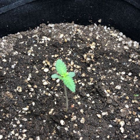 Foto de la cronología del growlog de Dark Purple auto 