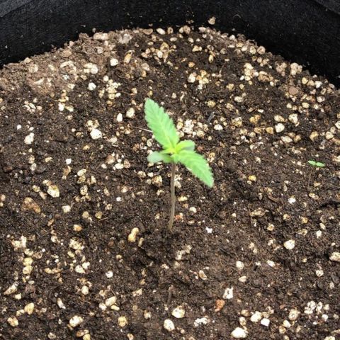 Foto de la cronología del growlog de Dark Purple auto 