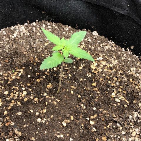 Foto de la cronología del growlog de Dark Purple auto 