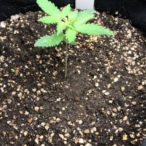 Foto de la cronología del growlog de Dark Purple auto 