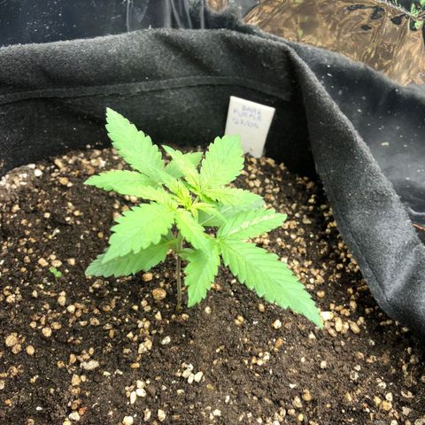 Foto de la cronología del growlog de Dark Purple auto 