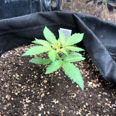 Foto de la cronología del growlog de Dark Purple auto 
