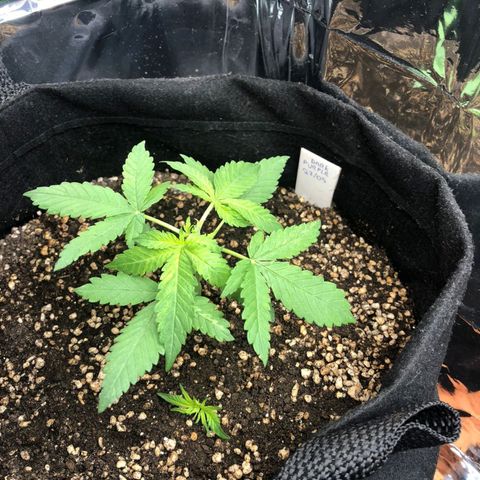 Foto de la cronología del growlog de Dark Purple auto 