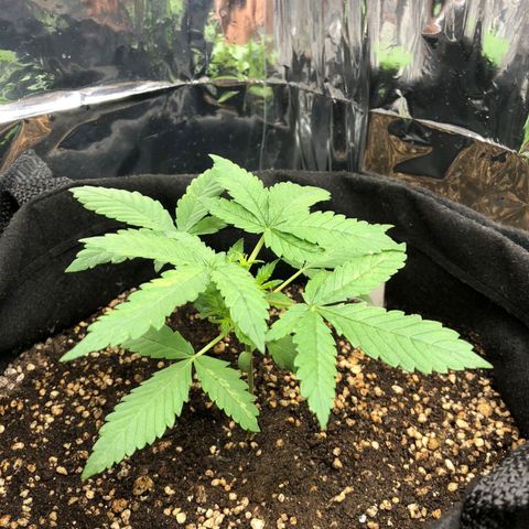 Foto de la cronología del growlog de Dark Purple auto 