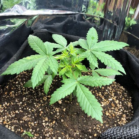 Foto de la cronología del growlog de Dark Purple auto 