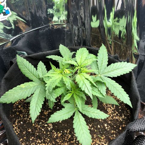 Foto de la cronología del growlog de Dark Purple auto 