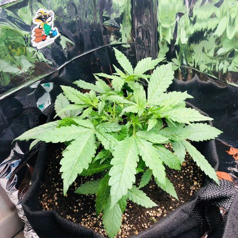 Foto de la cronología del growlog de Dark Purple auto 