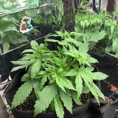 Foto de la cronología del growlog de Dark Purple auto 