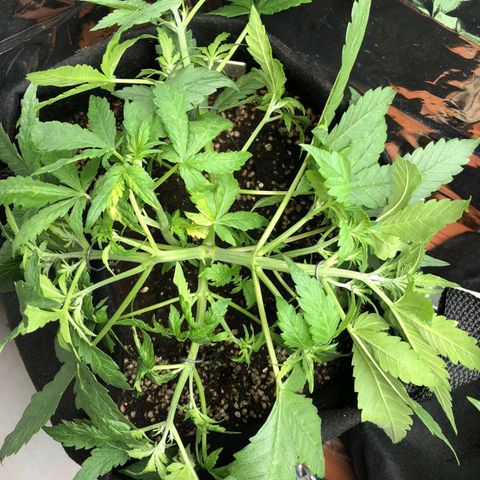 Foto de la cronología del growlog de Dark Purple auto 
