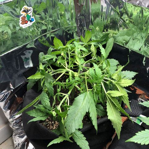 Foto de la cronología del growlog de Dark Purple auto 