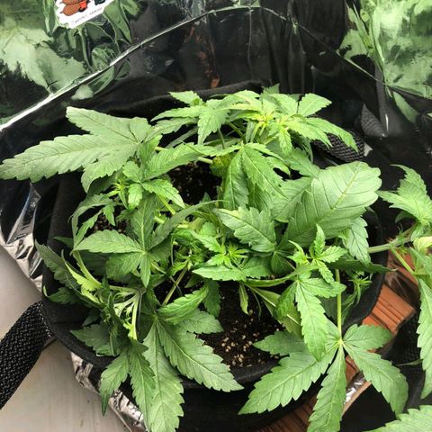 Foto de la cronología del growlog de Dark Purple auto 