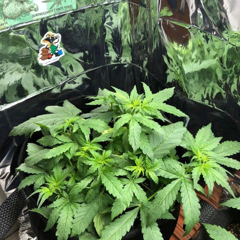 Foto de la cronología del growlog de Dark Purple auto 