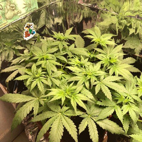 Foto de la cronología del growlog de Dark Purple auto 