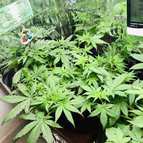 Foto de la cronología del growlog de Dark Purple auto 
