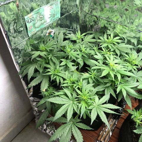 Foto de la cronología del growlog de Dark Purple auto 