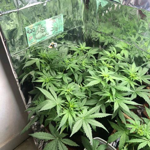 Foto de la cronología del growlog de Dark Purple auto 