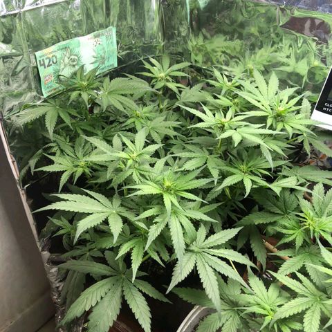Foto de la cronología del growlog de Dark Purple auto 