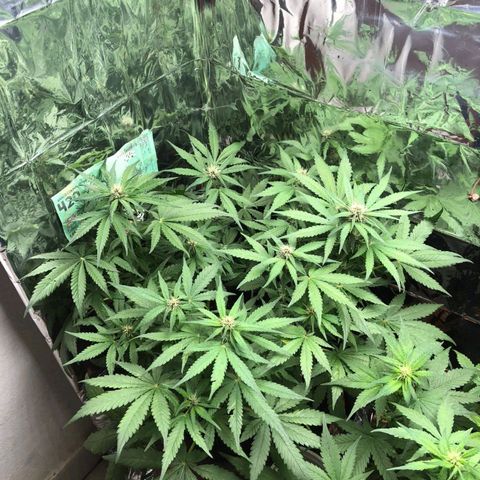 Foto de la cronología del growlog de Dark Purple auto 