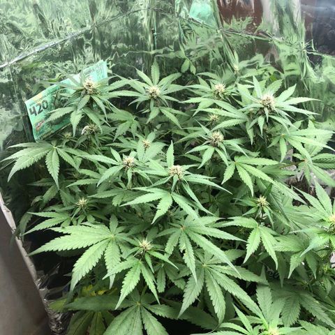 Foto de la cronología del growlog de Dark Purple auto 