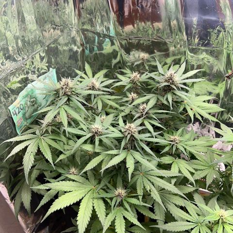 Foto de la cronología del growlog de Dark Purple auto 