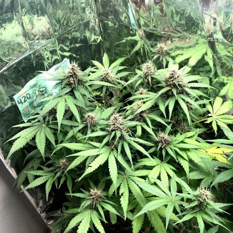 Foto de la cronología del growlog de Dark Purple auto 