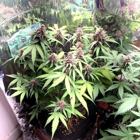 Foto de la cronología del growlog de Dark Purple auto 