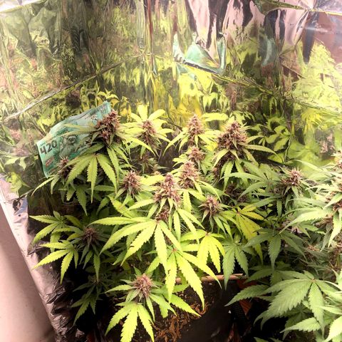 Foto de la cronología del growlog de Dark Purple auto 
