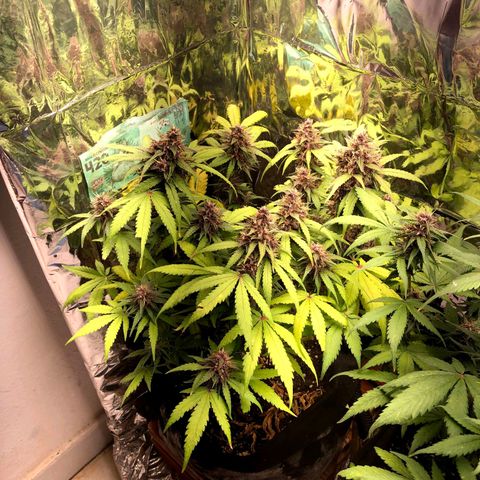 Foto de la cronología del growlog de Dark Purple auto 