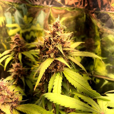 Foto de la cronología del growlog de Dark Purple auto 