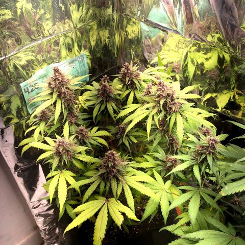 Foto de la cronología del growlog de Dark Purple auto 