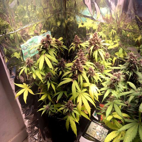 Foto de la cronología del growlog de Dark Purple auto 