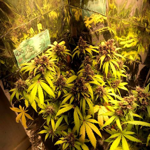 Foto de la cronología del growlog de Dark Purple auto 