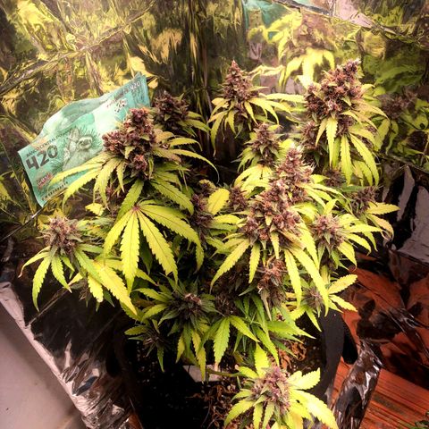 Foto de la cronología del growlog de Dark Purple auto 