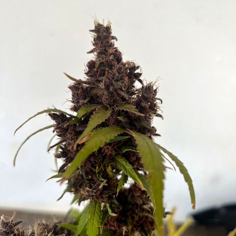 Foto de la cronología del growlog de Dark Purple auto 