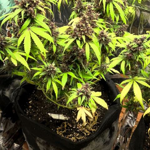 Foto de la cronología del growlog de Dark Purple auto 