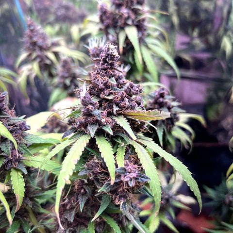 Foto de la cronología del growlog de Dark Purple auto 