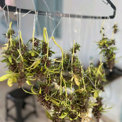 Foto de la cronología del growlog de Dark Purple auto 