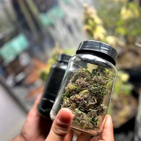 Foto de la cronología del growlog de Dark Purple auto 