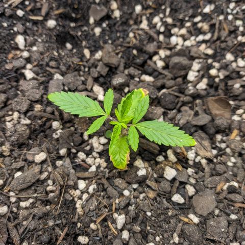 Colombiana growlog timeline photo