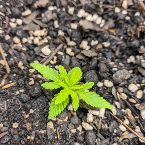 Blueberry OG growlog timeline photo
