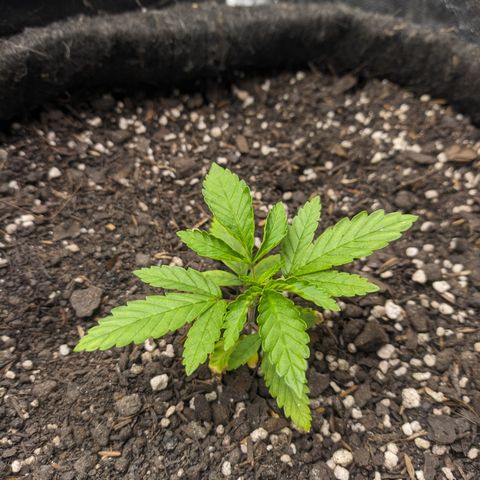 Colombiana growlog timeline photo