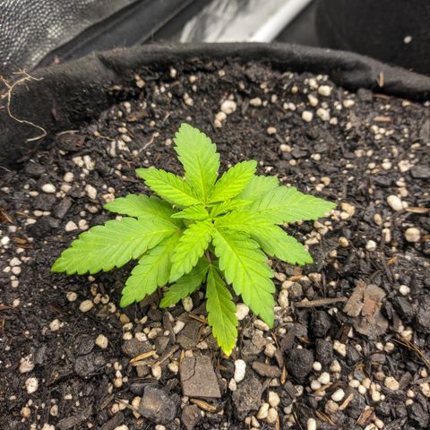 Blueberry OG growlog timeline photo