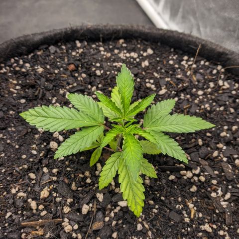 Colombiana growlog timeline photo